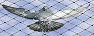 Bird Netting Services In Delhi | Bird Netting For Buildings Near Me | Fauzpest Control