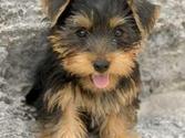 Yorkie Terrors