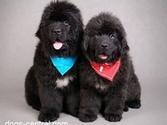 Newfoundlands