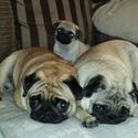 Pugs