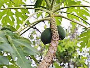 Health Benefits Of Green Papaya