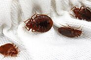 Bed Bugs Removal in Youngstown OH | Kreshco pest control