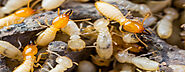 Termite Control Services And Companies In Delhi NCR| Fauzpest Control