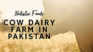 Holistic Foods — Cow Dairy Farm in Lahore - sabahat ali - Medium