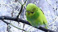 Can budgies be kept outside in winters? [alenaxp.com]