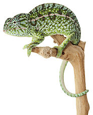 Pet Chameleon Care, Information, Facts & Pictures