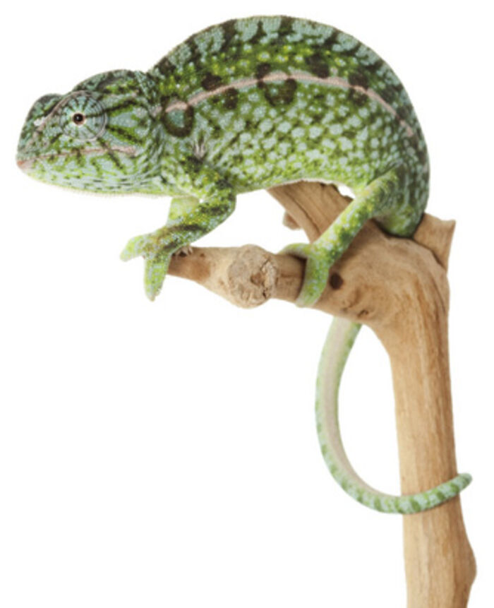 Chameleon Care Guide - A Guide to proper care | A Listly List