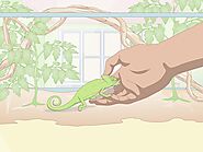 4 Ways to Take Care of a Chameleon - wikiHow