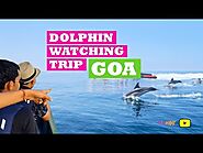 Dolphin Spotting in Goa - Dolphin Show | Goa Boat Tour