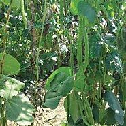 Why Opt for a Pea and Bean Netting?