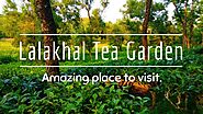 Lalakhal Tea Garden | Sylhet Tea Garden | লালাখাল চা বাগান