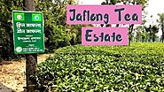 Jaflong Tea Estate - Jaflong Tea Garden - Jaflong Sylhet Bangladesh