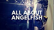 Breeding angelfish - All about angelfish