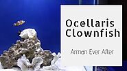 The Clownfish - Amazing marine fish in aquarium tank | Ocellaris Clownfish