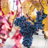 Armenian Wines