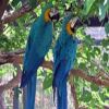 Drexel Parrots