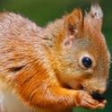 Georgia Squirrel