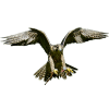 Falconry Arabia